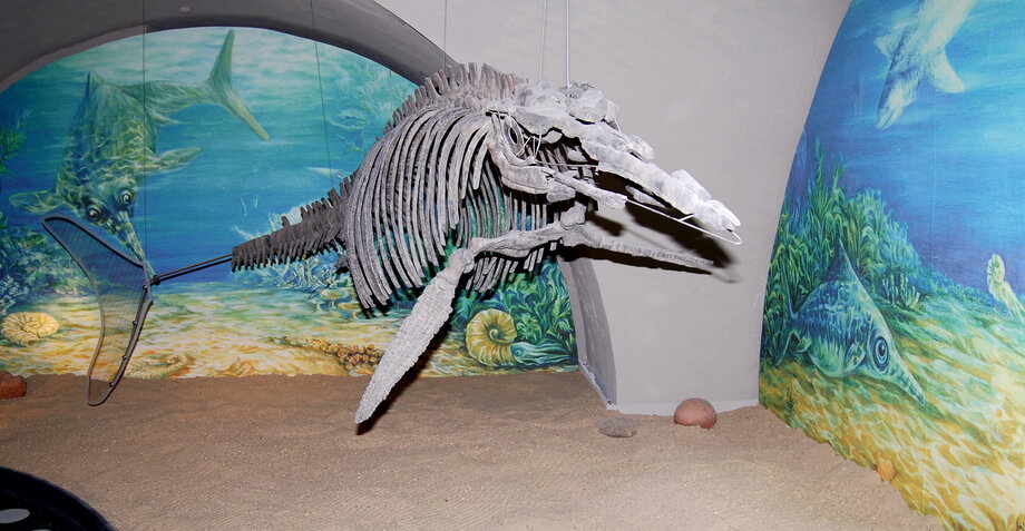 Ichthysaurier Salder (4)